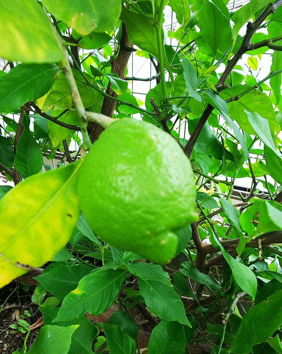 まだまだ青い🍏