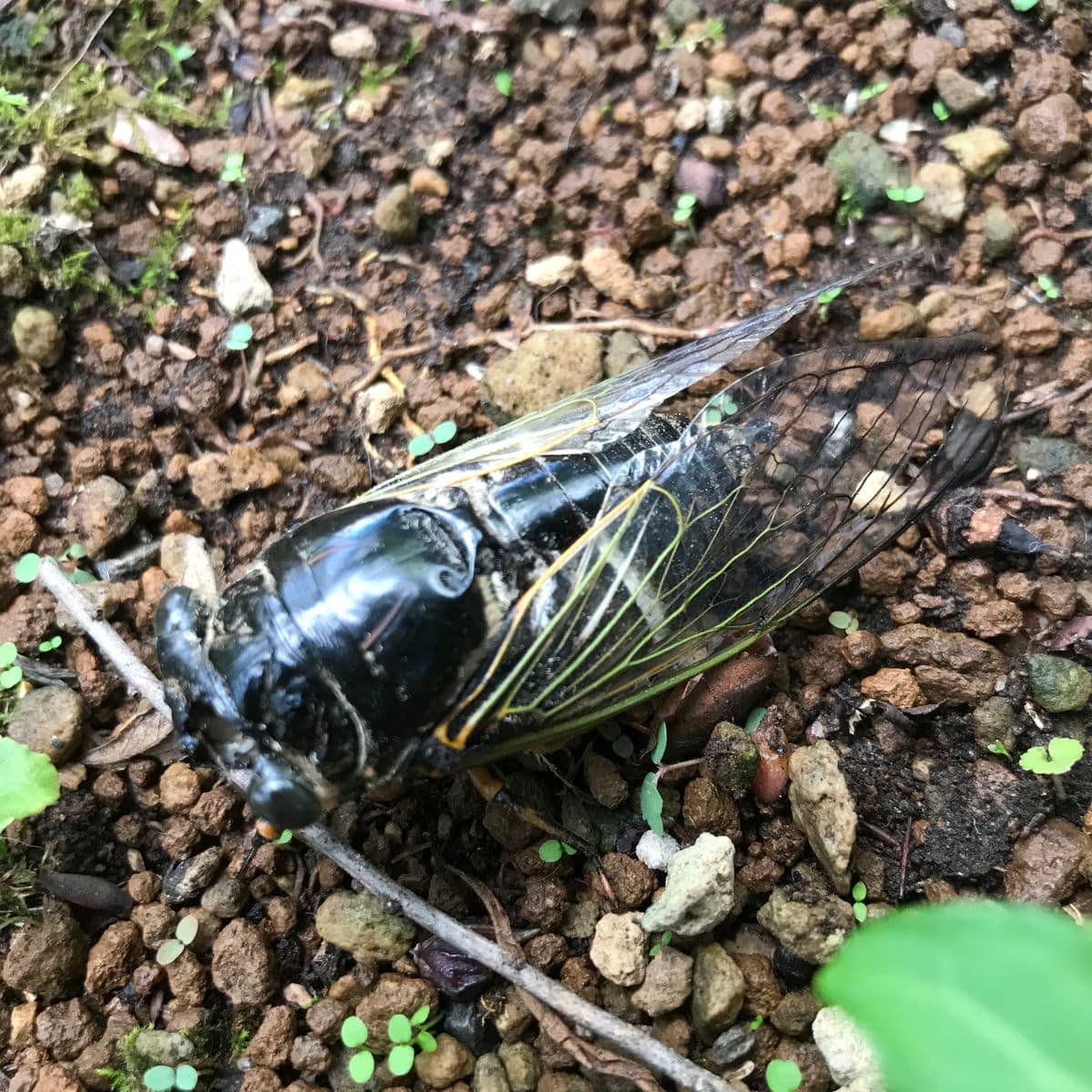 瀕死のツクツクちゃん