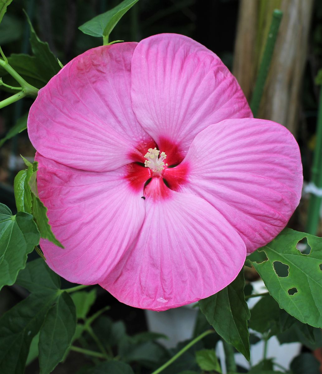 タイタンビカスの二番花