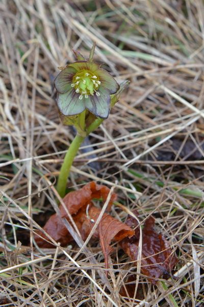 2012年原生地の旅（4月3日）