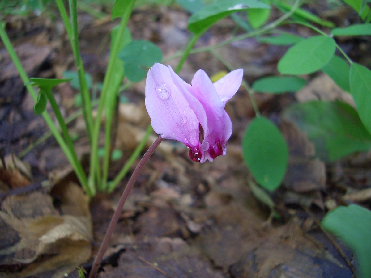 翁草に蕾