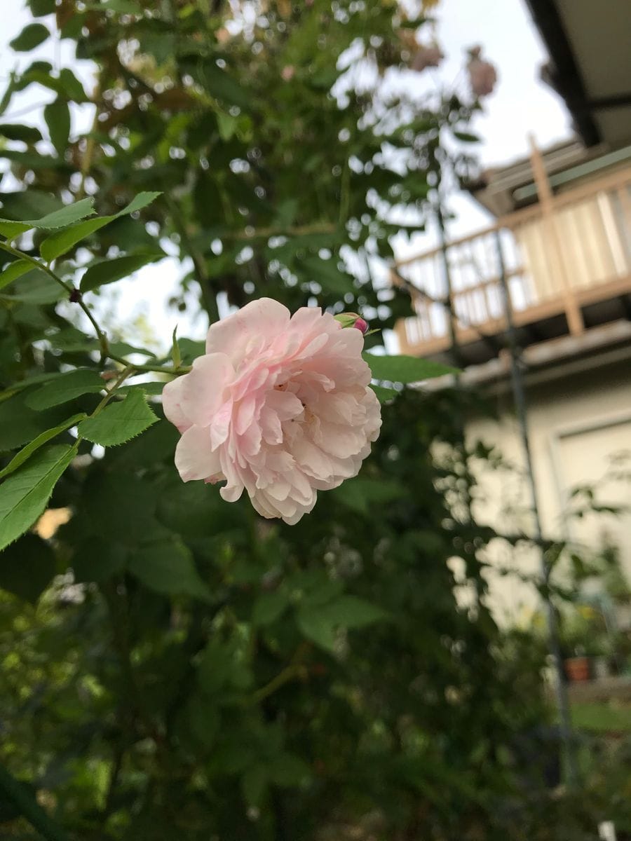 お天気がイマイチで・・