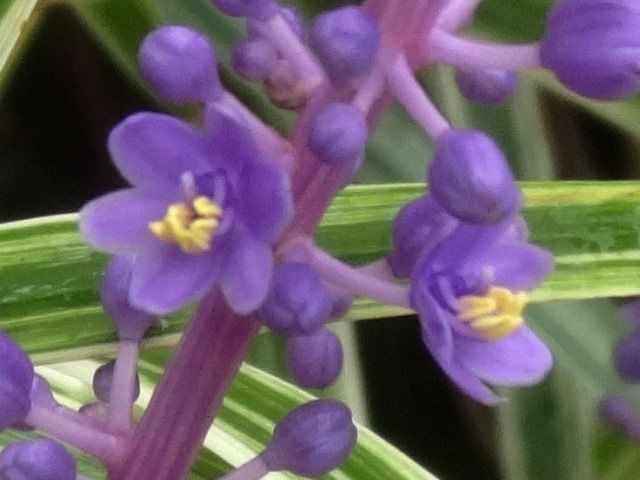 小さな小さな紫色の花