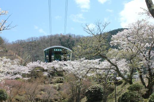 桜ロープウェイ☆