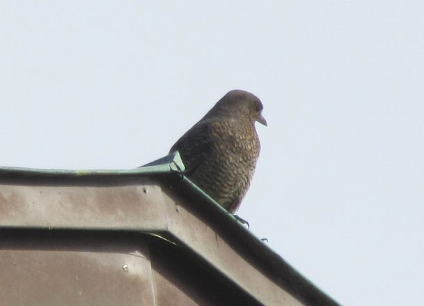 イソヒヨドリ　花じゃ無くてごめん…