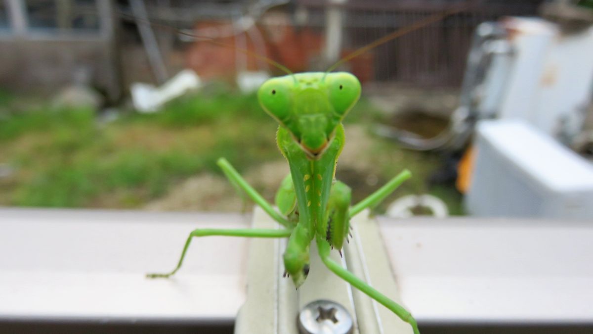 面白カマキリ三態😊～