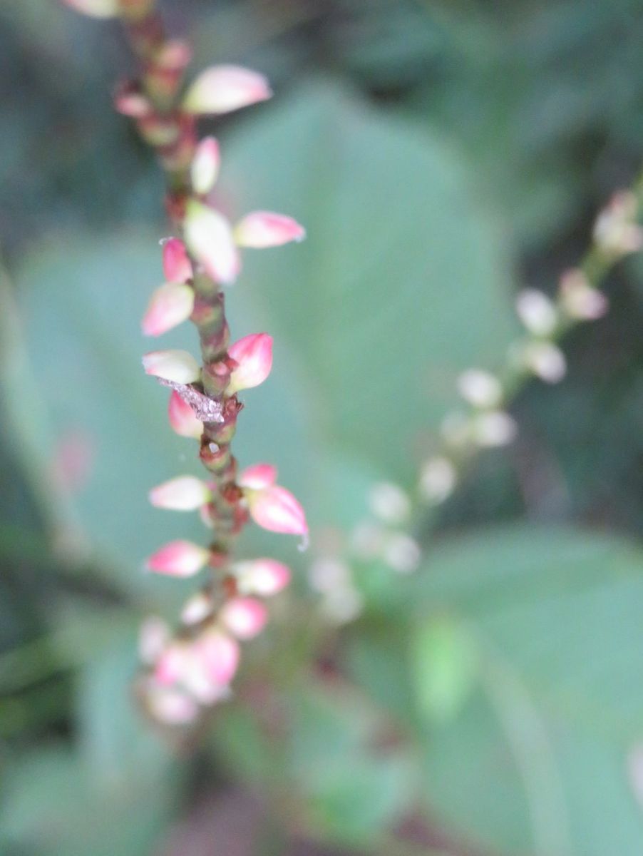 ミズヒキの花