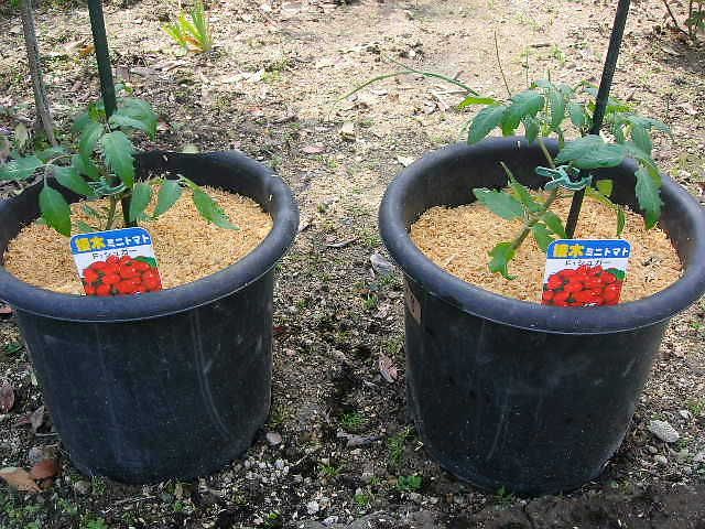 夏野菜植付け始まる