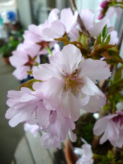 桜