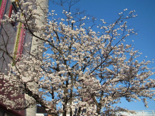 通勤途上（桜）③