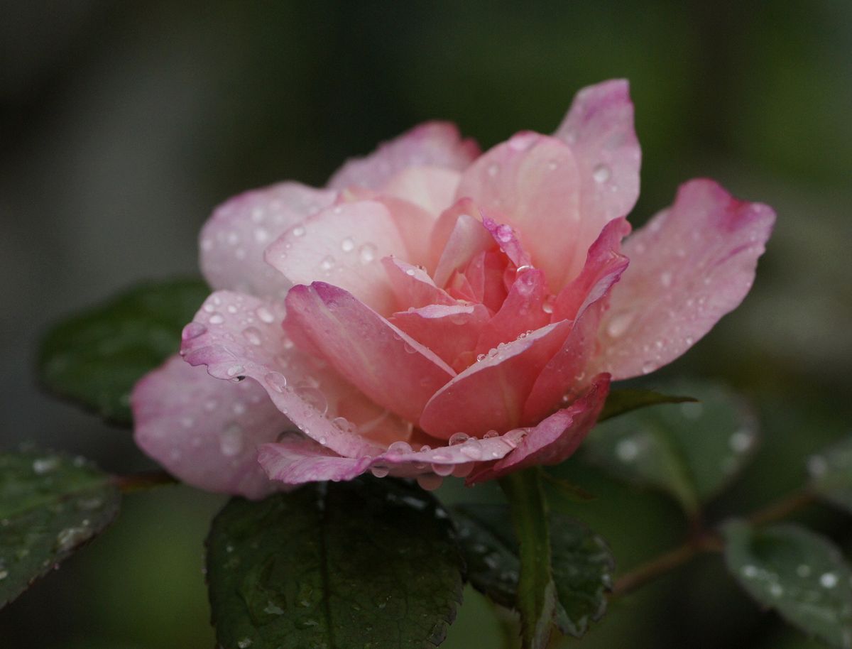 雨に咲くバラ