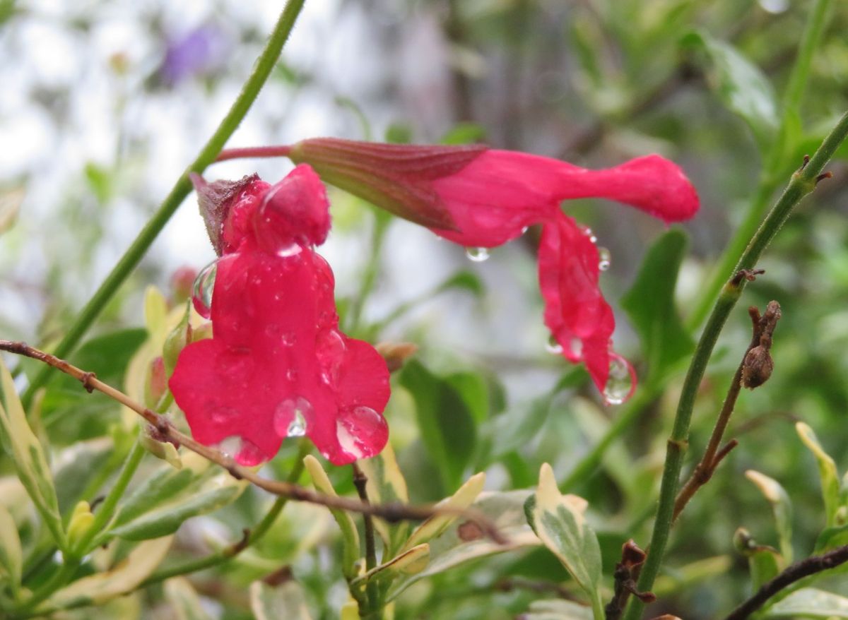 開花おめでとう