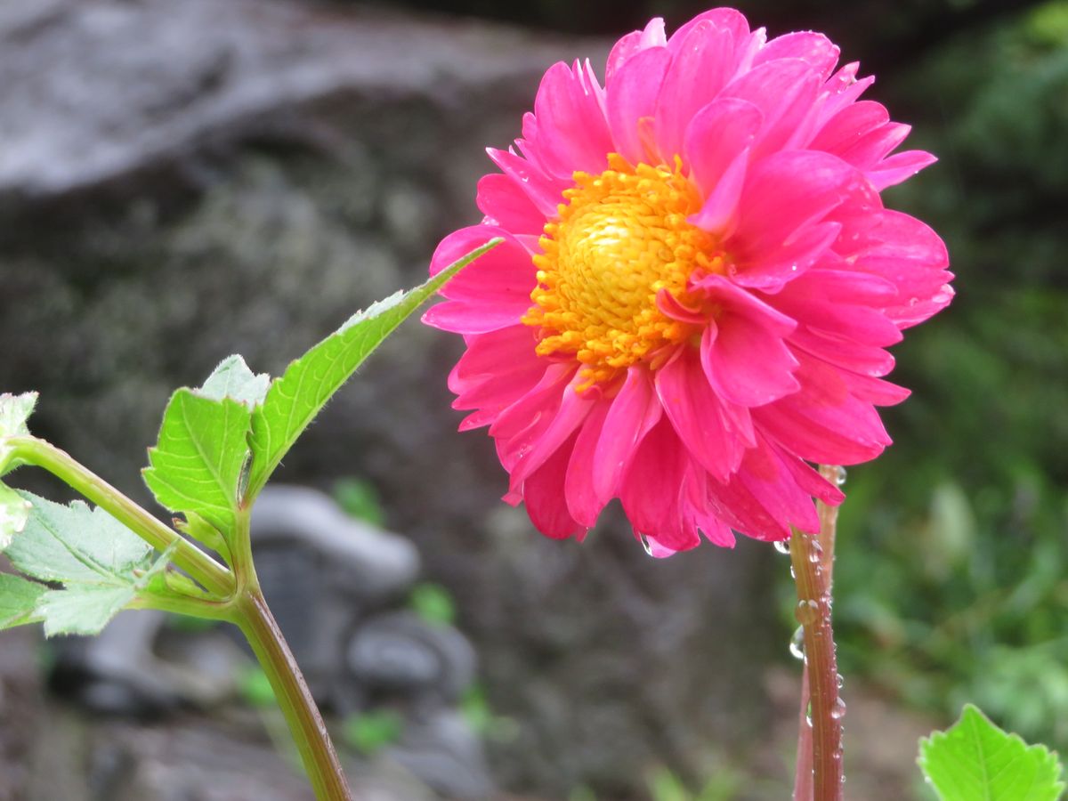 開花おめでとう