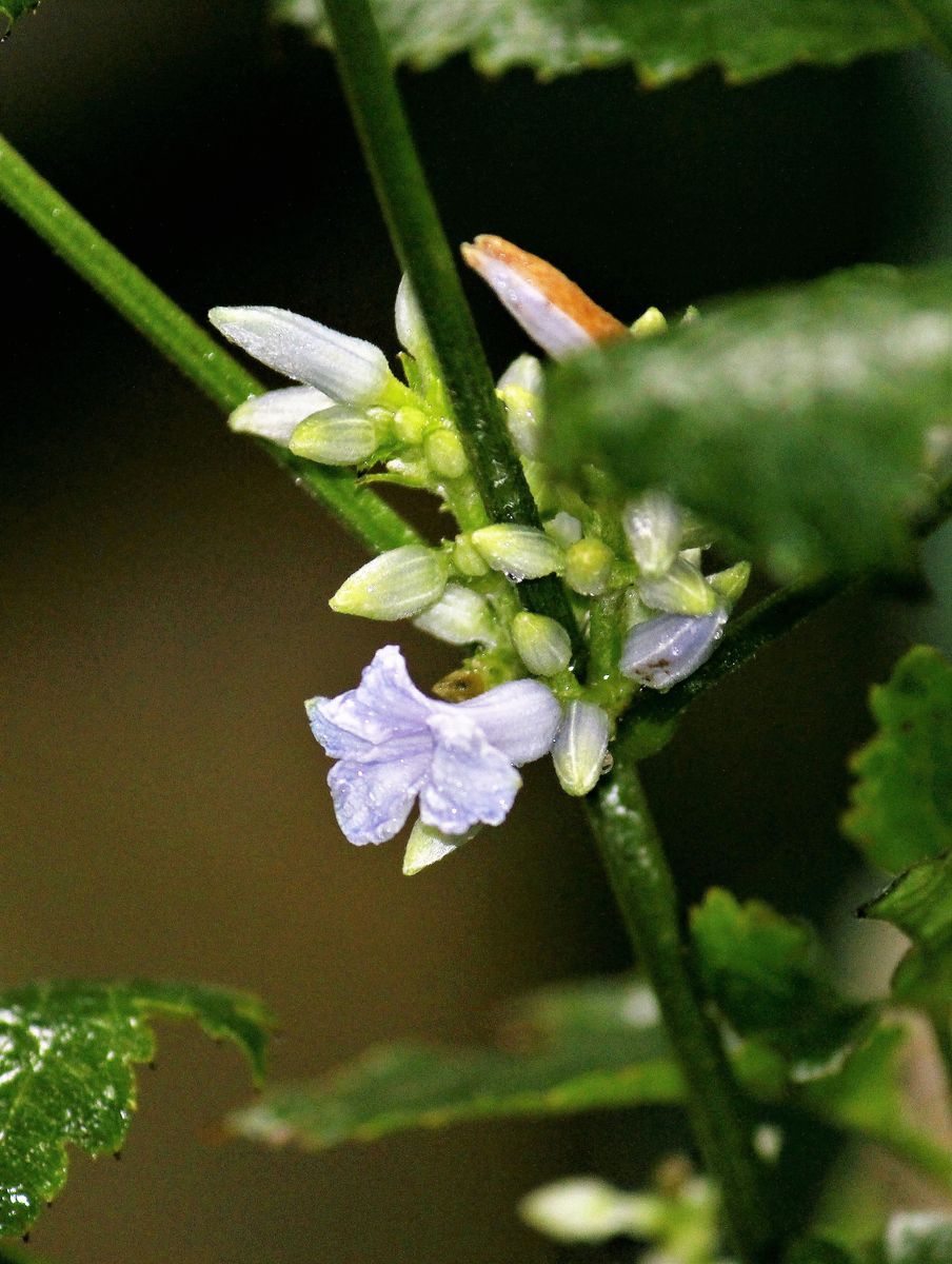 草ボタンの開花