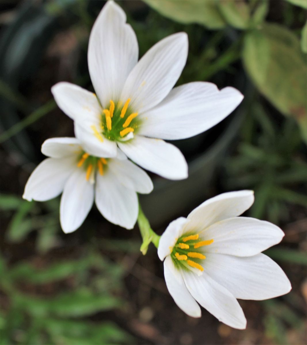 草ボタンの開花