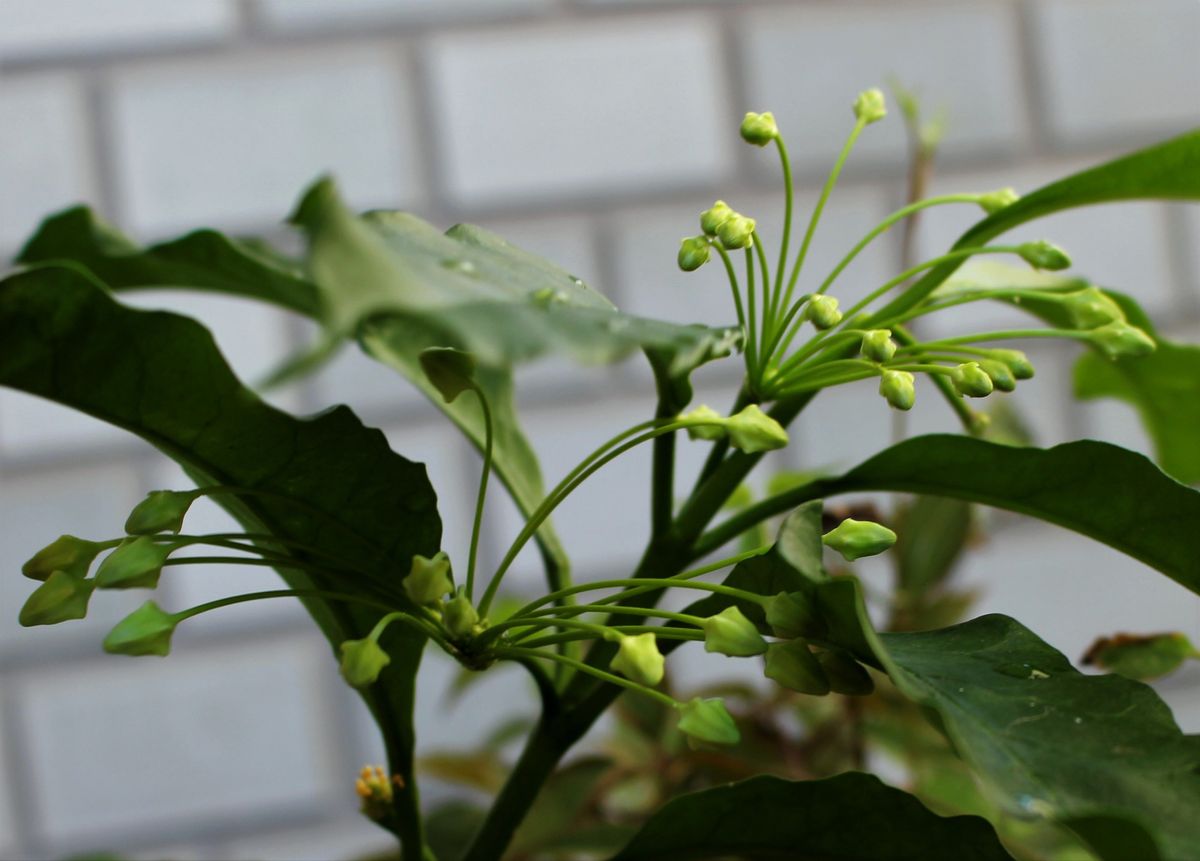 草ボタンの開花