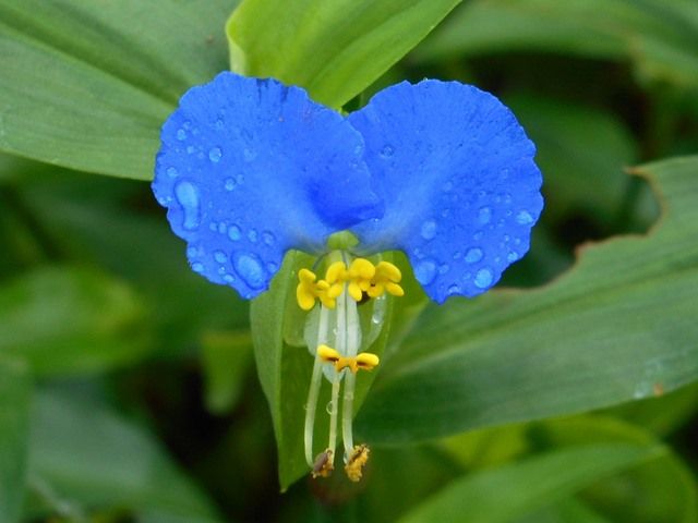 野山の草花たち①