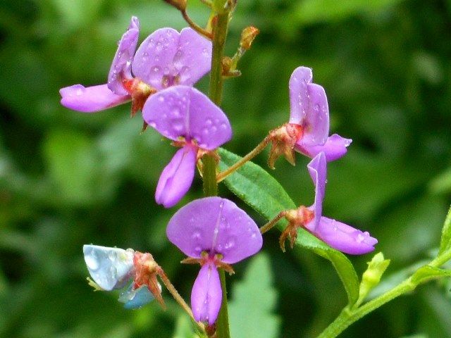 野山の草花たち②