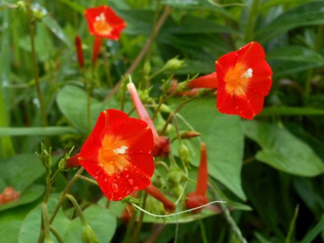 野山の草花たち②