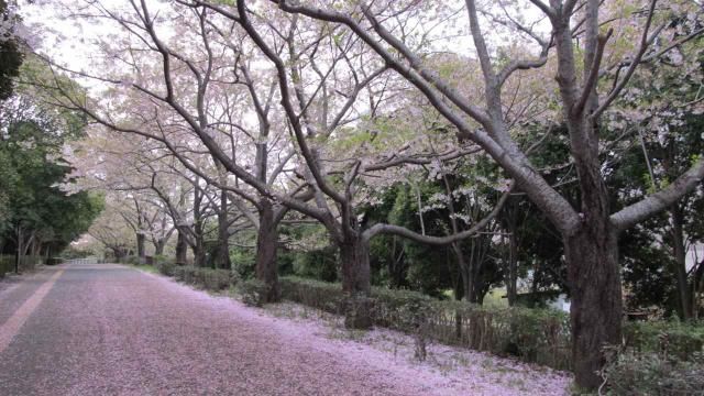 つくば散歩　ピンクのじゅうたん編