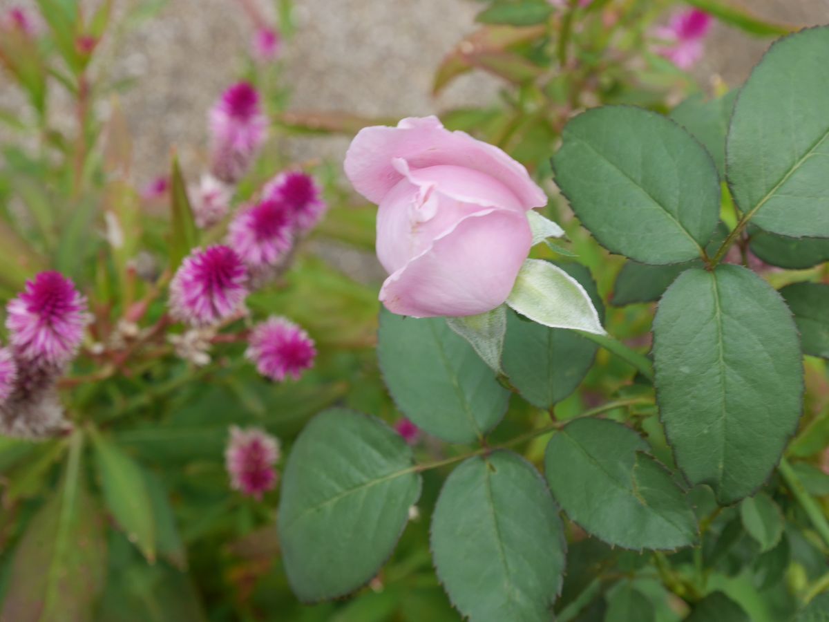 今日の花