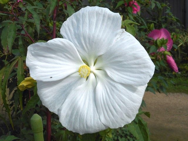 今日の庭より･･･アオイ科の花