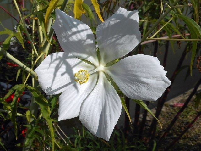 今日の庭より･･･アオイ科の花