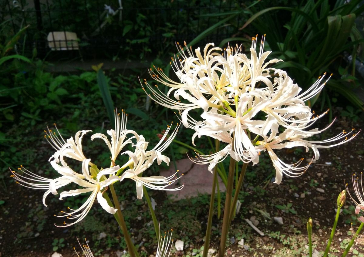 白花曼珠沙華 (リコリス その⑩)