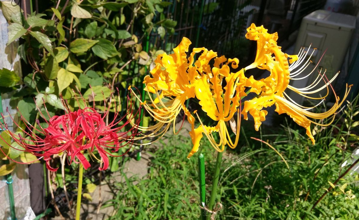 白花曼珠沙華 (リコリス その⑩)