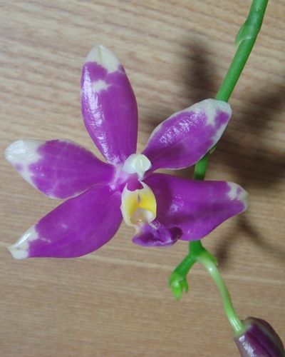 Phal. pulchra (１輪目)