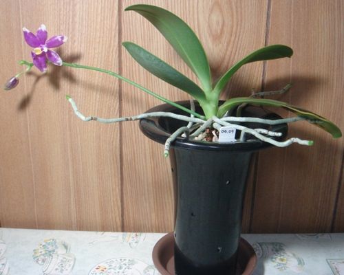 Phal. pulchra (１輪目)