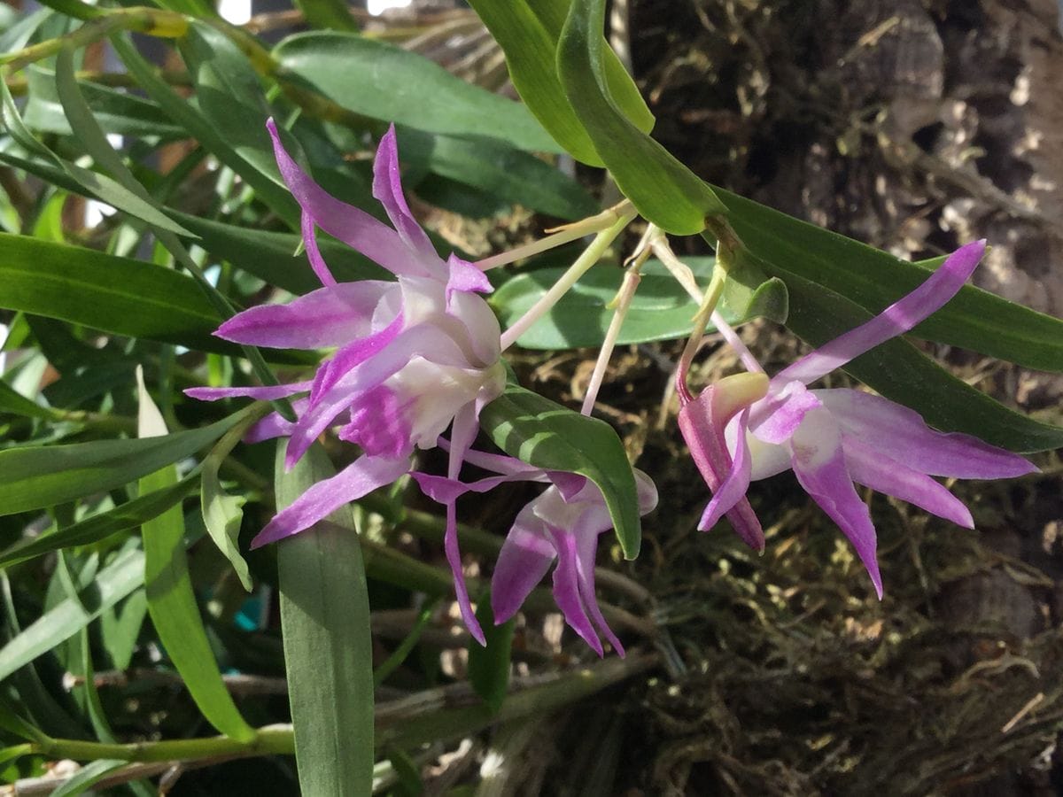 また、開花しました。