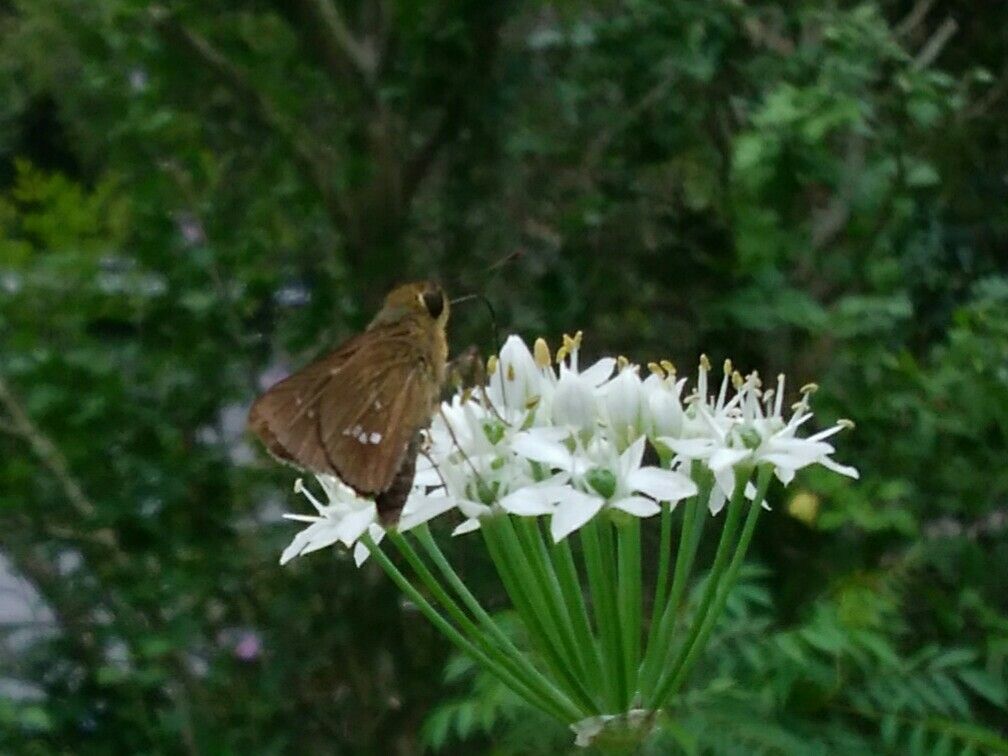 ニラの花🌼*ﾟ