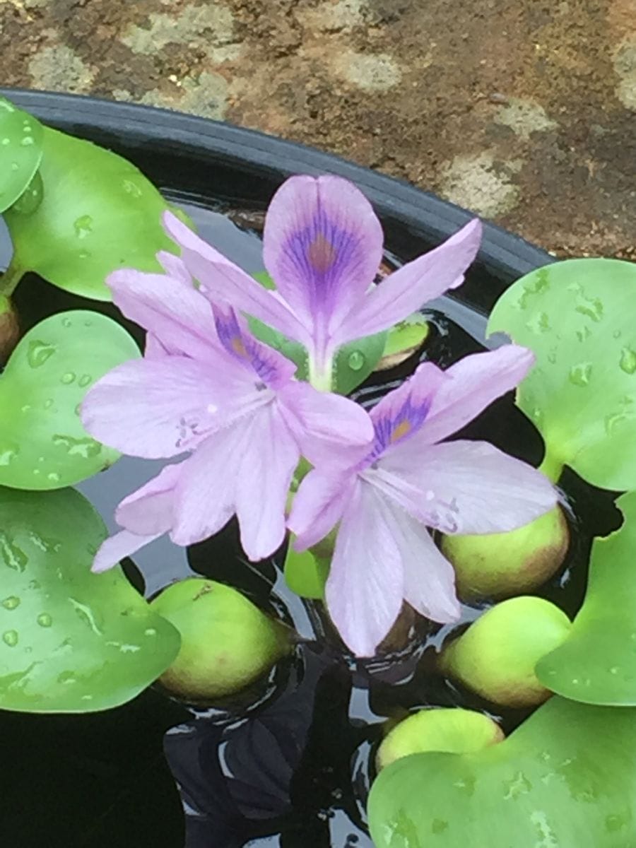 ホテイアオイとクルクマの花