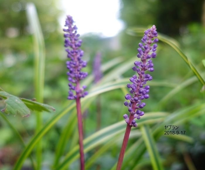 Natural Garden四季を楽しむ花壇9/17