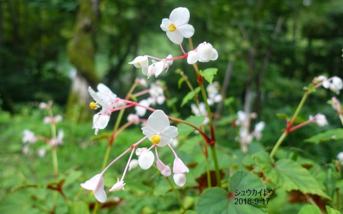 Natural Garden四季を楽しむ花壇9/17