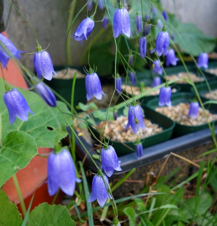 秋の花・不明のリンドウ