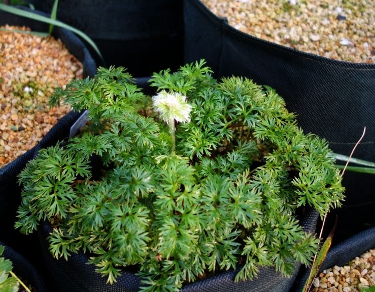 秋の花・不明のリンドウ