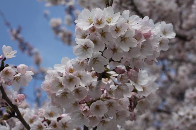 お花見