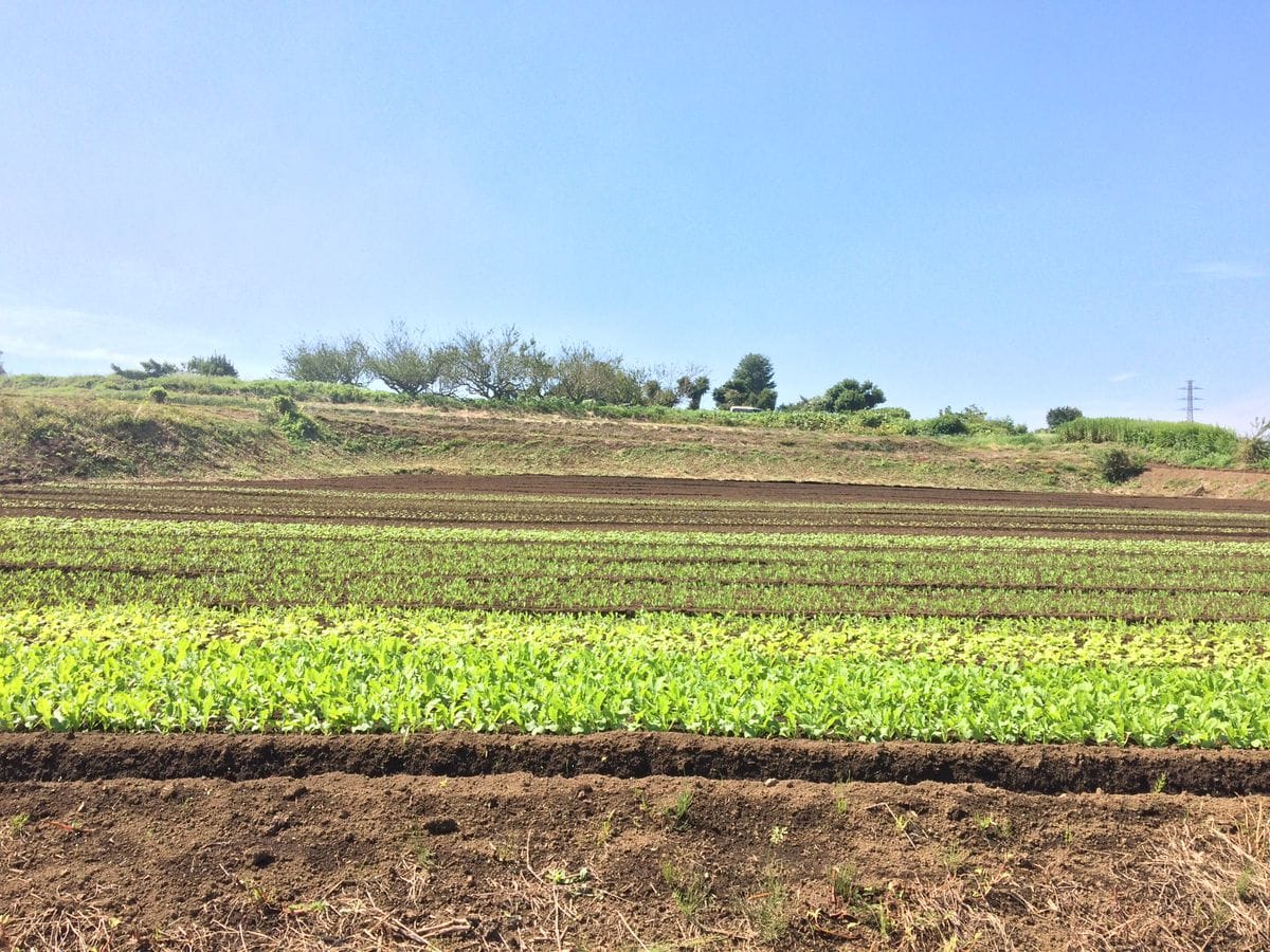 茅ヶ崎の田畑