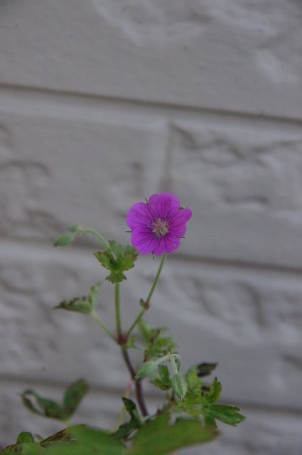 赤花ゲンノショウコ