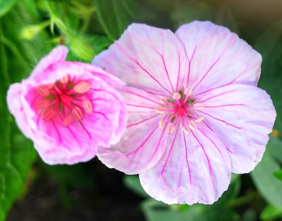 秋晴れのピンクの花🌸