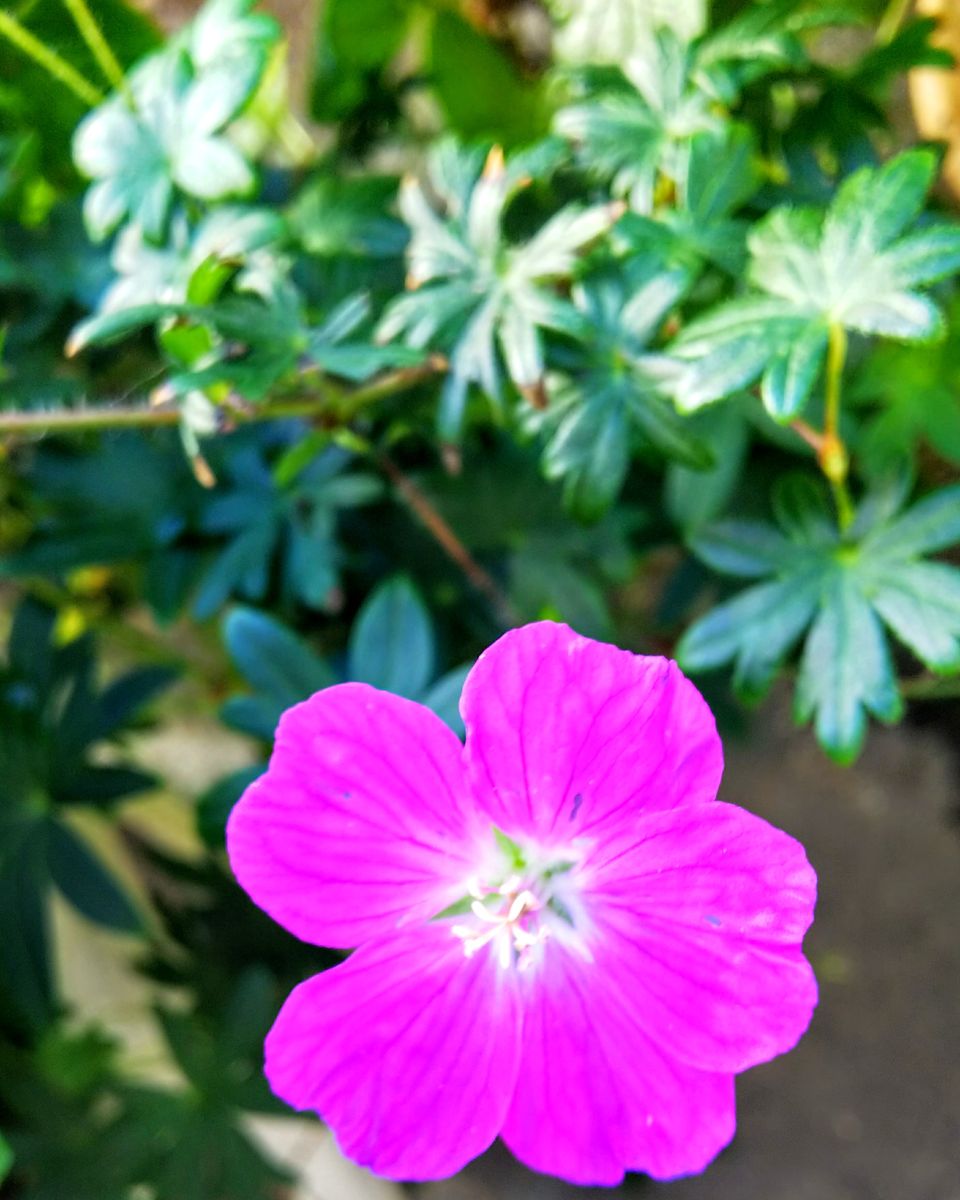 秋晴れのピンクの花🌸