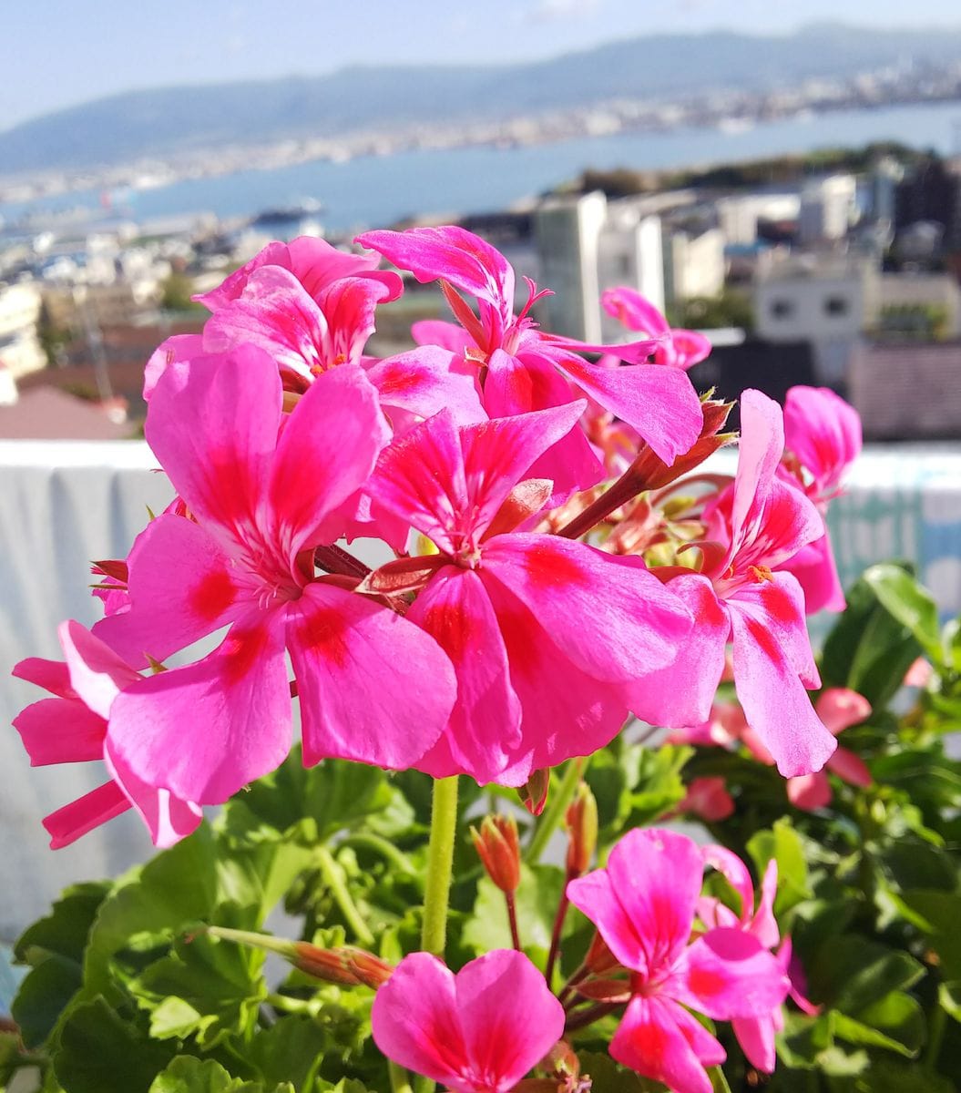 秋晴れのピンクの花🌸