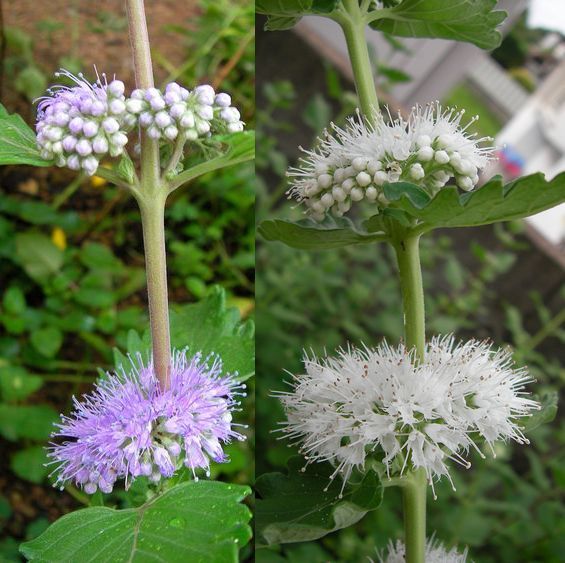 きゅうりの花か