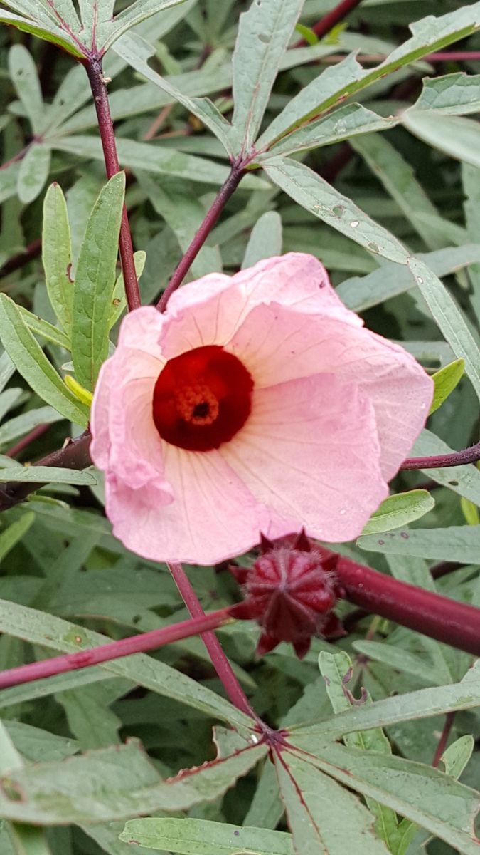 ふくおかルーバルガーデン2～秋の庭🎑へ❗植物園の花達に会えました💠🎵