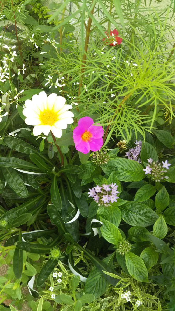 ワイワイ✨がやがや     植えっぱなしガーデン