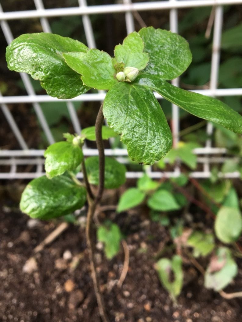 当たり前に枯れました 秋明菊