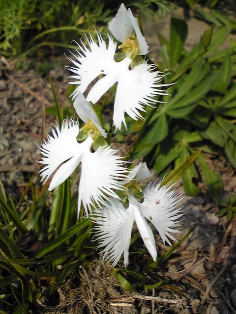 サギ草の早紀さん