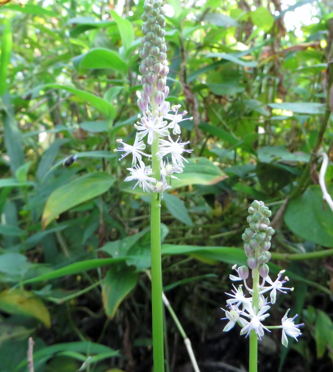 野草